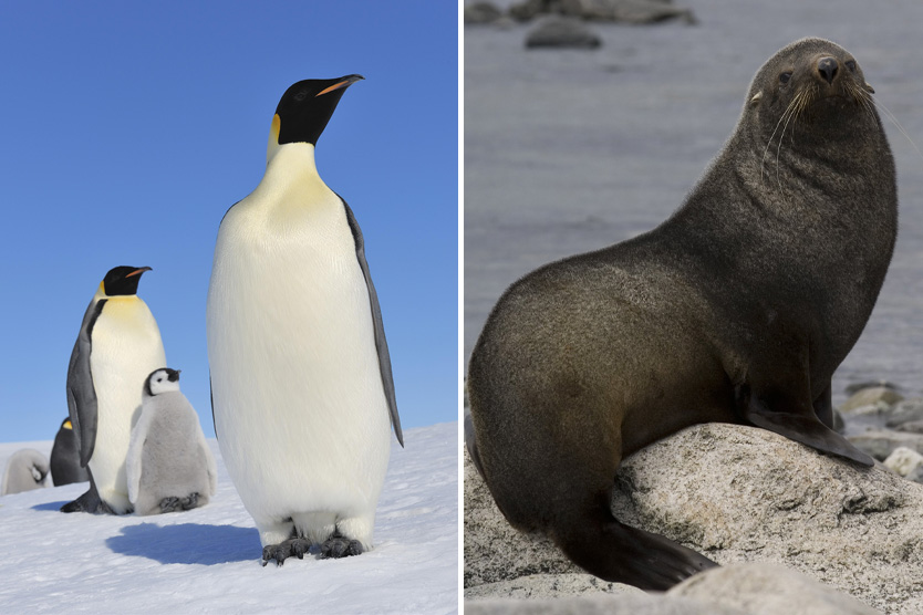 Пингвины и котики